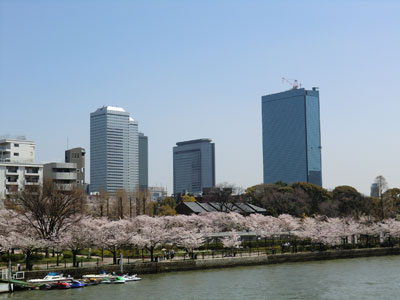 写真：桜シリーズ5