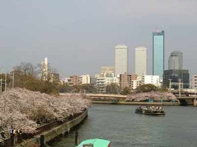 写真：桜シリーズ2