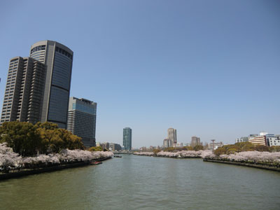 写真：桜シリーズ6